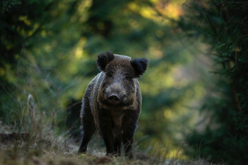 Wall Mural - Wild boar in the spring forest. Wild boar piglets in the forest. European nature. Group of wild pigs looking for food in forest.