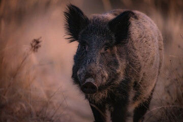 Wall Mural - Wild boar in the spring forest. Wild boar piglets in the forest. European nature. Group of wild pigs looking for food in forest.