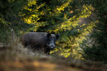 Wall Mural - Wild boar in the spring forest. Wild boar piglets in the forest. European nature. Group of wild pigs looking for food in forest.