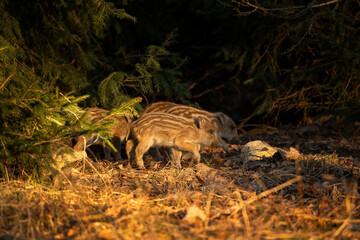 Wall Mural - Wild boar in the spring forest. Wild boar piglets in the forest. European nature. Group of wild pigs looking for food in forest.