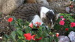 © ReMa - gatto che dorme mezzo i fiori