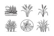 © shankari - line art of corn soybean and barley farming bundle on the white background