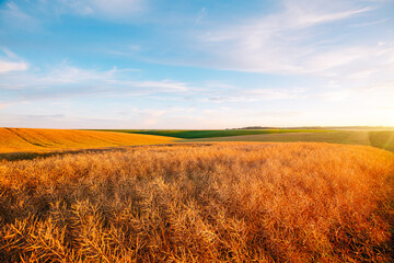 Wall Mural - Ripe rapeseed is ready to be harvested in soft evening light and a pastel-hued sky.