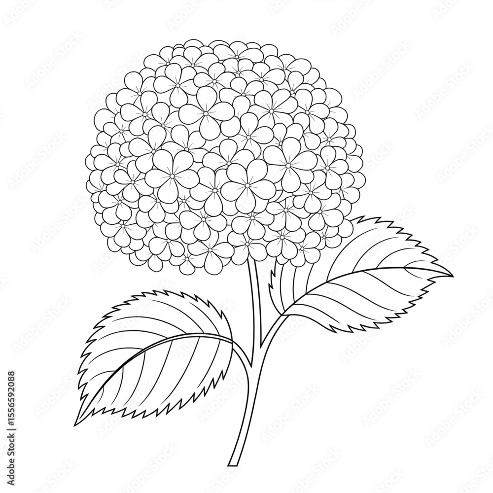 Hydrangea flower coloring page line art Stock Vector | Adobe Stock