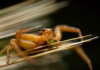 Wall Mural - Spider. Close up nature. Nature background. 