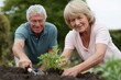 © Jaroon - A senior couple share a joyful moment tending to their garden, their faces radiating warmth and contentment as they nurture new life in the soil.