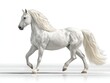 © Alam - White horse in motion