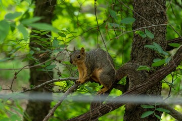 Wall Mural - squirrel on a tree branch in green forest