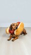 © Shilastock - Adorable dachshund dog wearing a fun hot dog costume indoors on a light wood floor