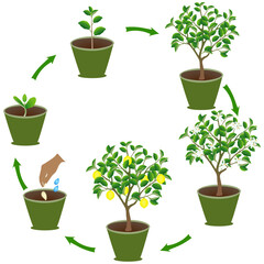 Wall Mural - Life cycle of lemon in a pot on a white background..eps
