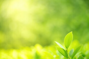 Wall Mural - Close-up of vibrant green foliage with sunlight filtering through, showcasing a lush garden scene and fresh natural scenery as background