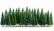 © itsara  - Evergreen forest dense stand of fir trees isolated on white background