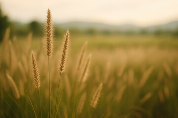 Wall Mural - Blurry image of a brown flower amidst grass in a natural setting