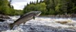© Fernando - Atlantic Salmon leaping from river water in a powerful jump Concept of wildlife, migration, and determination in natural habitat