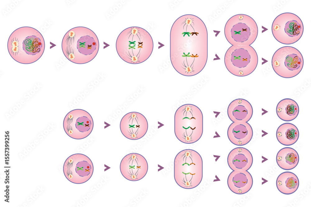 diagram of stages of meiosis Stock Vector | Adobe Stock