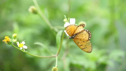 Wall Mural - Beautiful butterfly on a blooming flower, Ecosystem Concept