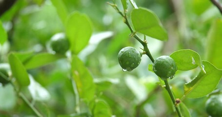 Wall Mural - raindrops on lemon, fresh lemon on tree
