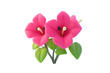 © ATANU - Bougainvillea isolated in 3d cartoon character on white background