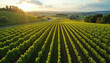 © emaris - Golden hour light bathes endless lines of lush grapevines in a picturesque rural landscape