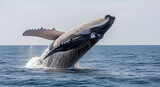 whale jumping in the water