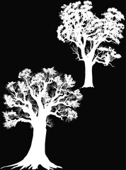 Wall Mural - oak large two trees isolated on black background