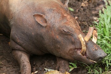 Wall Mural - close up of a babirusa sleeping on the ground