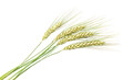 © imageSTOCK - Realistic barley plant with golden grains displayed on a clean white background showcasing its natural beauty and agricultural significance in a minimalist composition