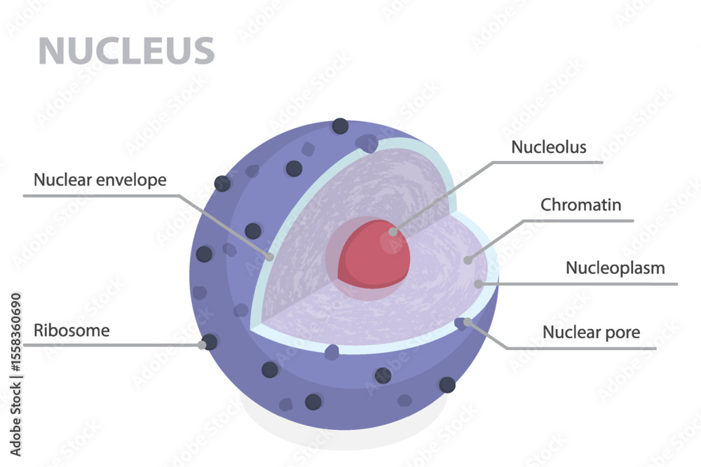 Structure of nucleus. 3d flat isometric vector illustration parts of ...