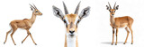 Set of antelopes isolated on transparent background PNG