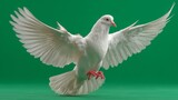 Paloma blanca en vuelo con alas extendidas sobre fondo verde chroma key, espíritu santo, Ave símbolo de paz flotando frontalmente, paloma blanca aislada en fondo verde