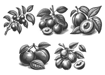 Wall Mural - plum set collection bundle sketch engraving generative ai raster illustration. scratch board imitati