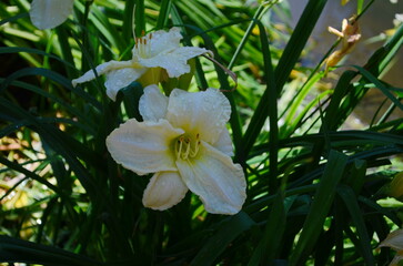 Wall Mural - blooming hemerocallis - daylily white flowers