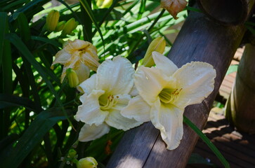 Wall Mural - blooming hemerocallis - daylily white flowers