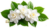 Close-Up of Gardenia Flower Cluster with Shiny Leaves on Transparent Background