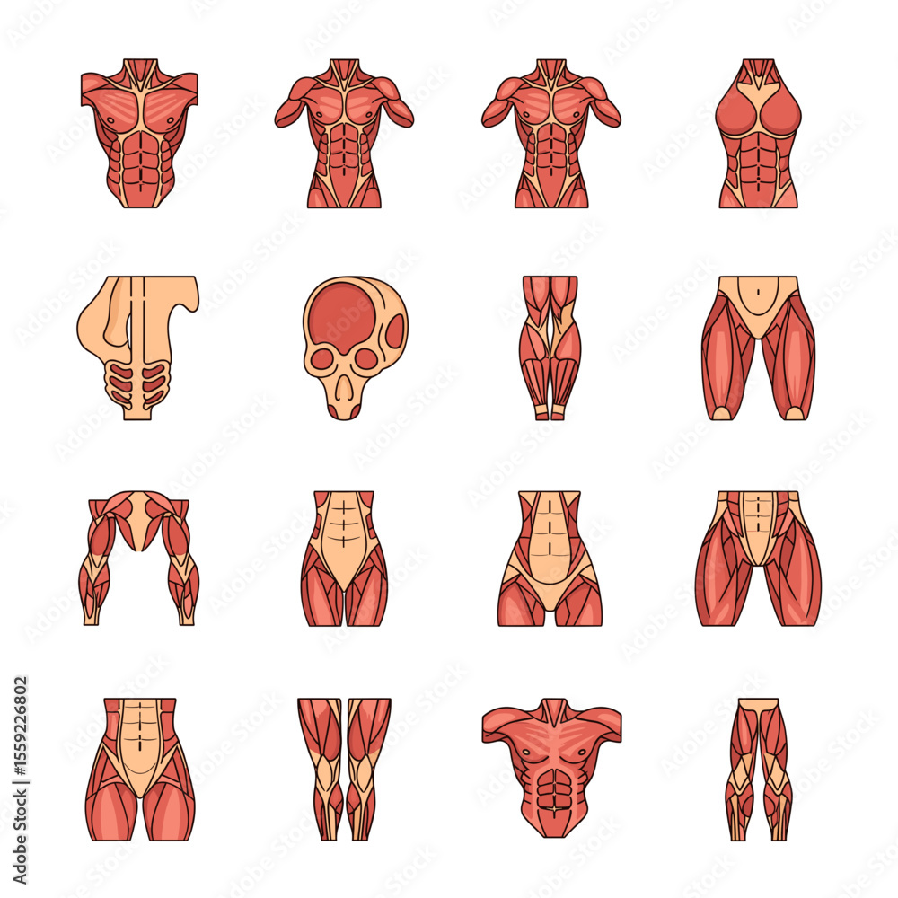 Human Anatomy Illustrations Muscle System Diagrams and Charts Stock ...