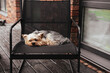 © vita - Bored Yorkshire Terrier dog comfortably rests on a chair in a peaceful outdoor setting. A small sleepy Yorkie doggy rests on a home terrace. The brick wall and wooden deck add a touch of rustic charm.