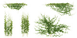 Set of Rhynchosia creeper plants isolated on transparent background