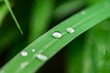 © Jeipix - 초록색 풀잎 위에 앉은 물방울들