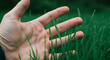 © delila - Human Hand Gently Touching Fresh Green Grass with Dewdrops