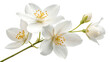 © Shohidul - Flying a beautiful white flower of jasmine falling isolated on a white background PNG. AI GENERATED.