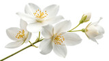 Flying a beautiful white flower of jasmine falling isolated on a white background PNG. AI GENERATED.