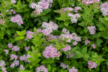 Wall Mural - Full frame abstract texture background of blooming pink and purple flowers on a compact spiraea (spiraea japonica) bush