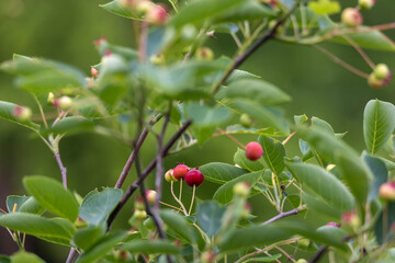 Wall Mural - Full frame abstract texture background of ripening fruits on a serviceberry (amelanchier) tree, with defocused background