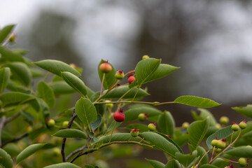 Wall Mural - Full frame abstract texture background of ripening fruits on a serviceberry (amelanchier) tree, with defocused background