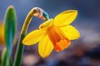 © Muhammad - Close-up of a vibrant yellow daffodil (2)