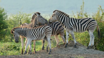Wall Mural - plains zebras (equus burchelli) in natural habitat, madikwe game reserve, south africa
