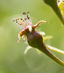 Wall Mural - A flower with a green stem and a pink center