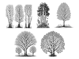 Wall Mural - birch tree set collection bundle sketch engraving generative ai vector illustration. scratch board i