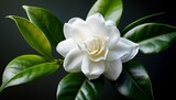 gardenia flower closeup of elegant white blossom with green leaves