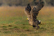 © henk bogaard - White tailed eagles (Haliaeetus albicilla) flying in the first warm light at a field in the forest of Poland searching for food on a foggy autumn morning.